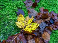 Ahornblatt gelb und nasse Buchenblätter auf Moosteppich